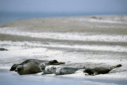 В Росприроднадзоре назвали возможную причину массовой гибели тюленей в Дагестане
