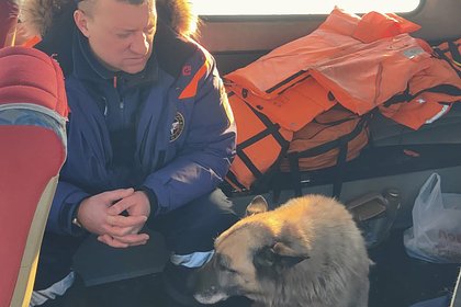 В Татарстане спасли примерзшую ко льду на Волге собаку