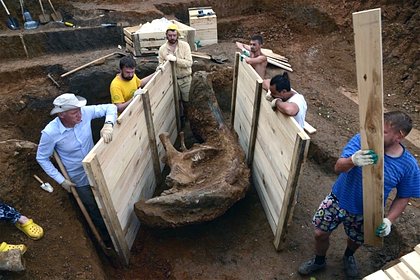 В Перми впервые покажут самый большой бивень предка мамонта