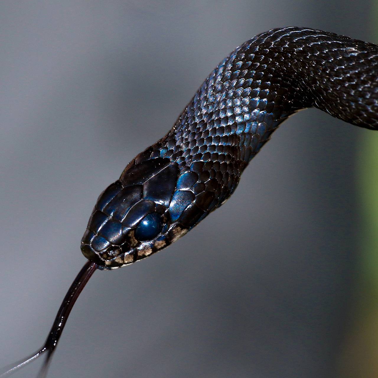 Одесские змеи стали активнее из-за потепления: ядовитых среди них нет