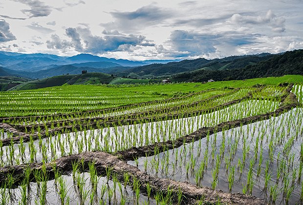 Рисовая ферма в деревне Па-Понг-Пьянг в Чиангмае