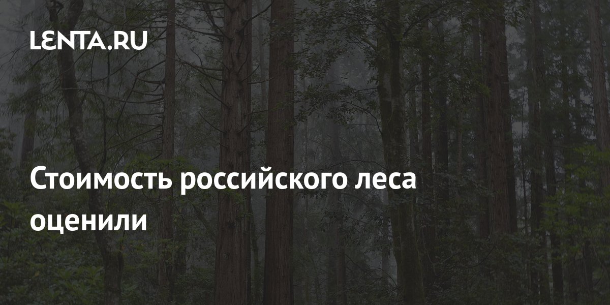  российского леса оценили: Госэкономика: Экономика: Lenta
