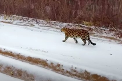 В Приморье сняли на видео пришедшего в Россию из Китая леопарда