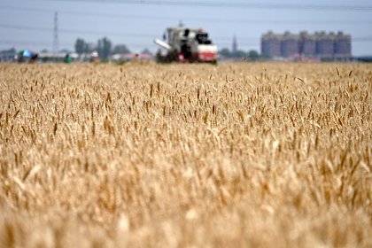 США ухудшили прогноз по мировому сбору пшеницы из-за Аргентины и Канады