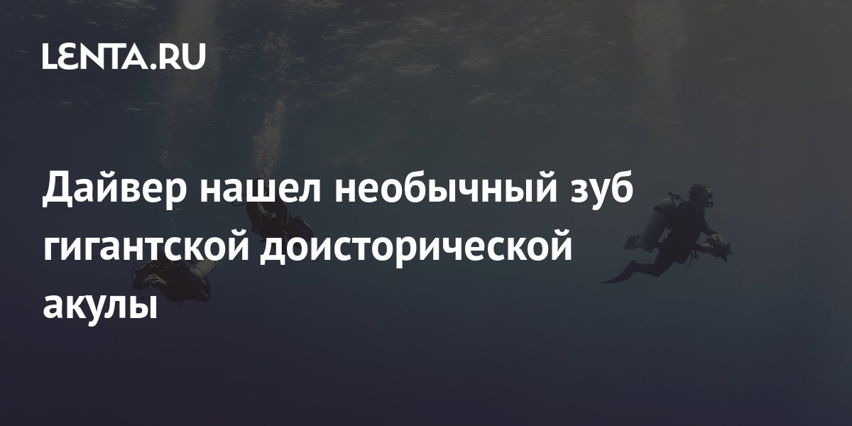 Дайвер нашел необычный зуб гигантской доисторической акулы: Звери: Из ...