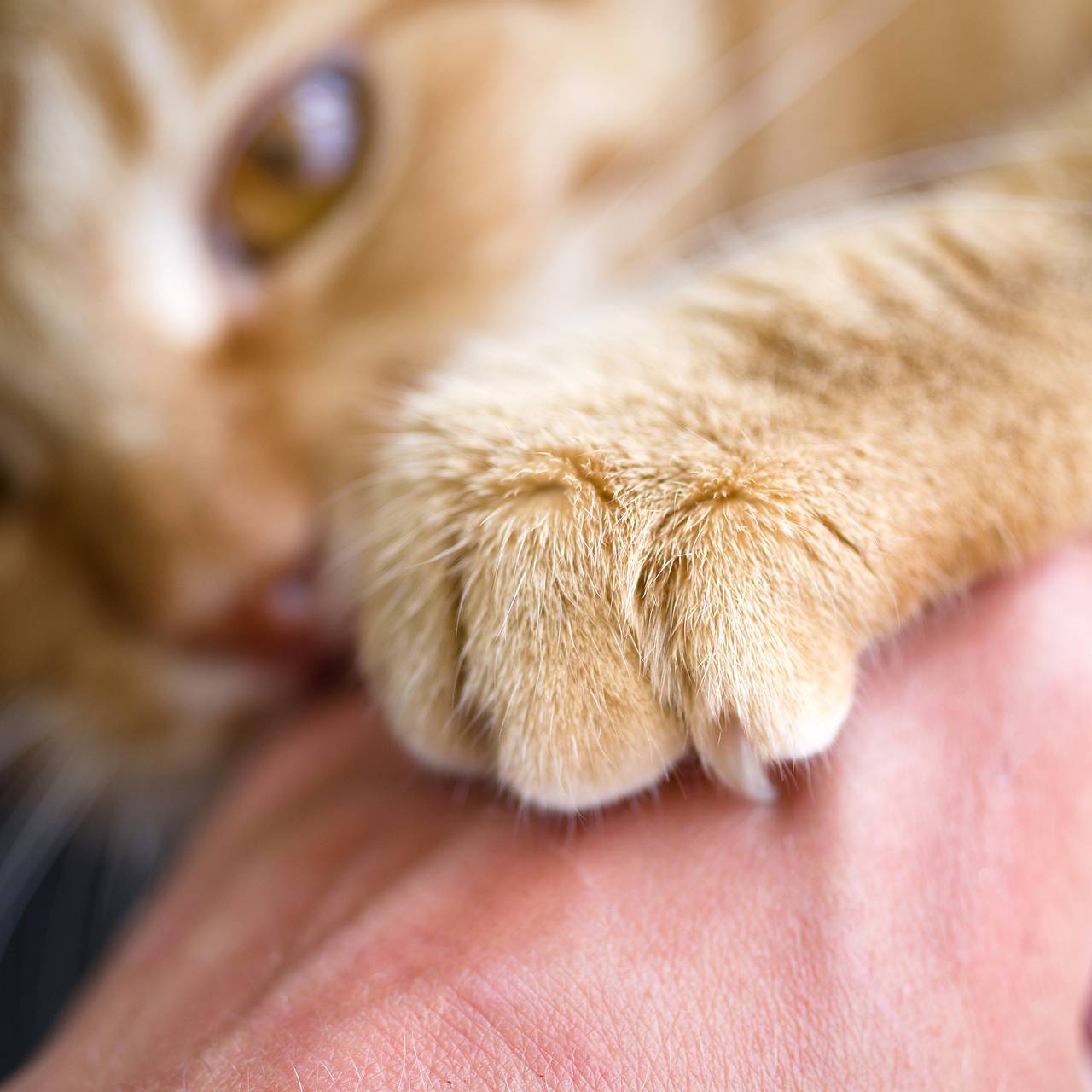 Бешенство у кошек: симптомы, профилактика и лечение