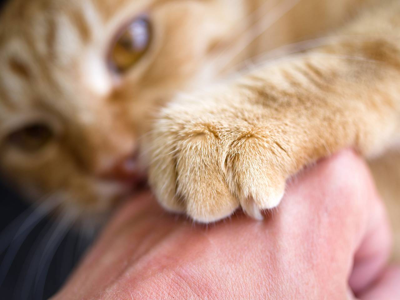 Насколько опасны кошачьи царапины и укусы?