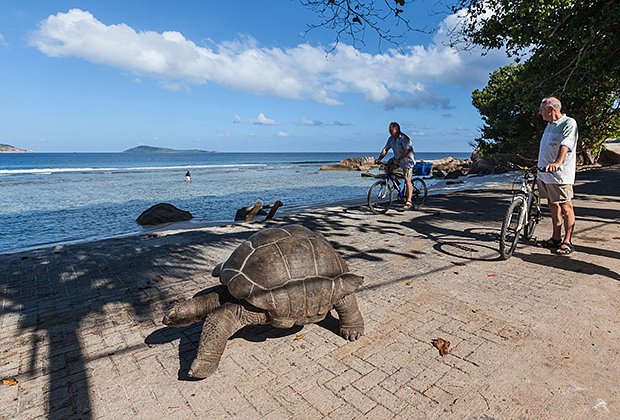 Гигантские черепахи разгуливают по острову Ла-Диг