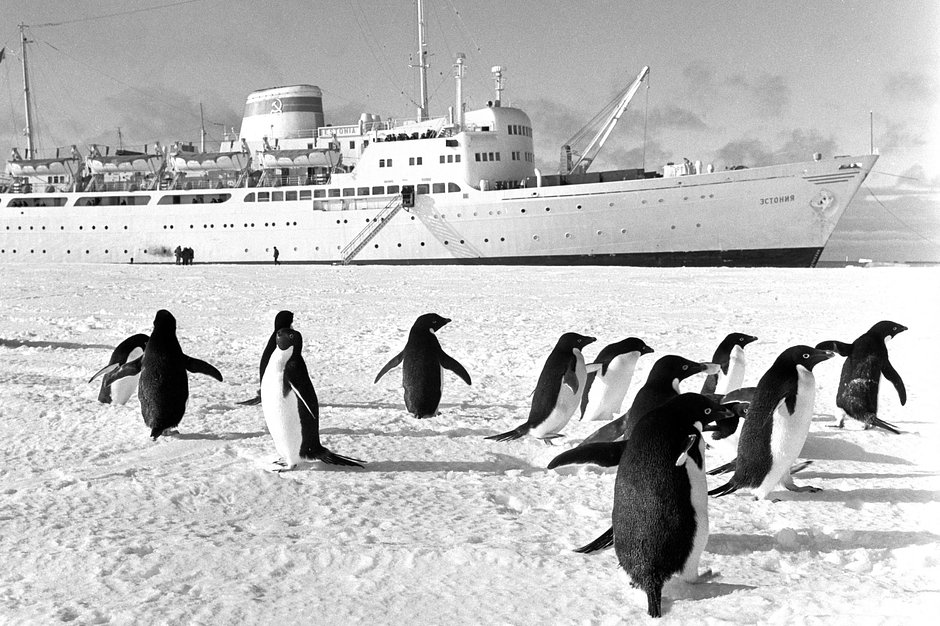 Пингвины Адели у теплохода «Эстония», доставившего участников девятой советской антарктической экспедиции на станцию «Мирный»
