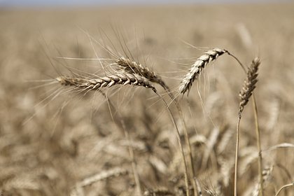 Россия усомнилась в смысле зерновой сделки без внесения корректировок