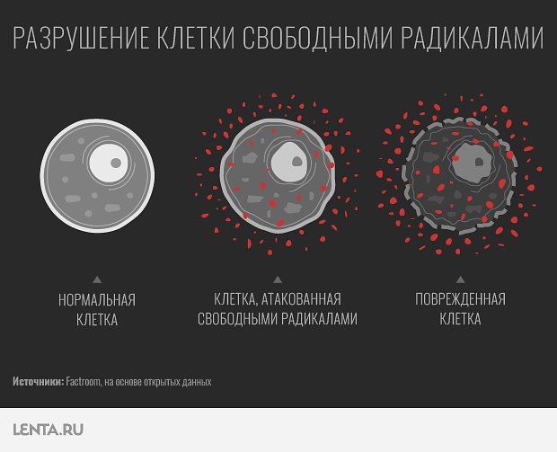 Процесс разрушения клетки свободными радикалами