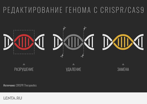 Генетический редактор CRISPR/Cas9
