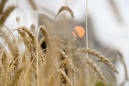 Россия направит 800 миллионов рублей на поставки пшеницы Кубе