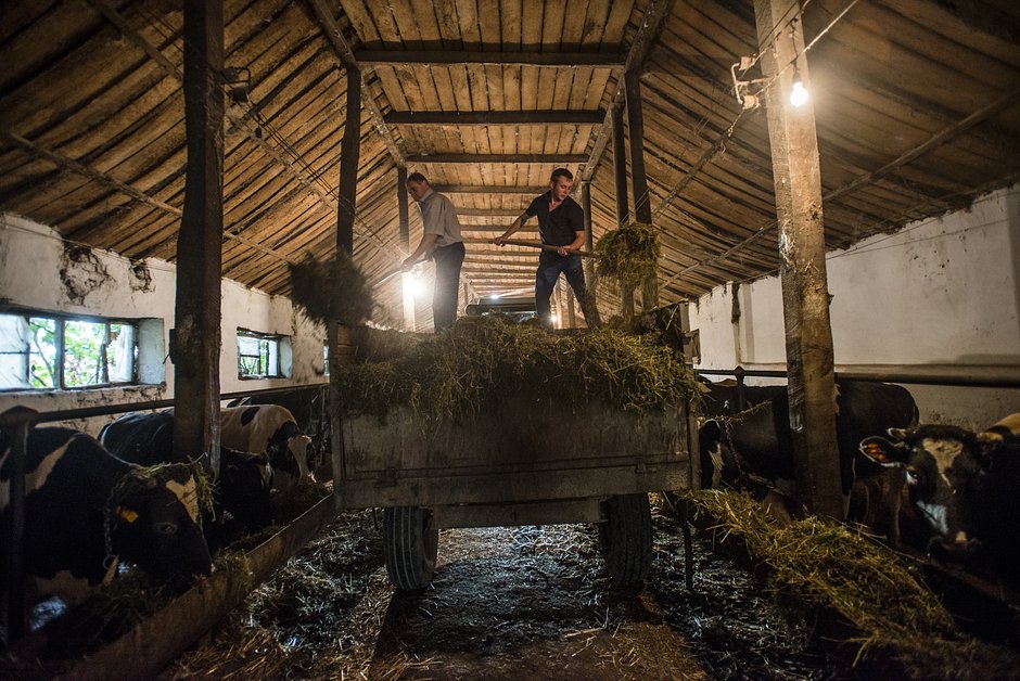 Рабочие кормят коров сеном в коровнике Никитинского колхоза, село Ивановка, Азербайджан