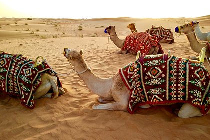 Россияне посетили пустыню в ОАЭ и разочаровались в отдыхе из-за французов