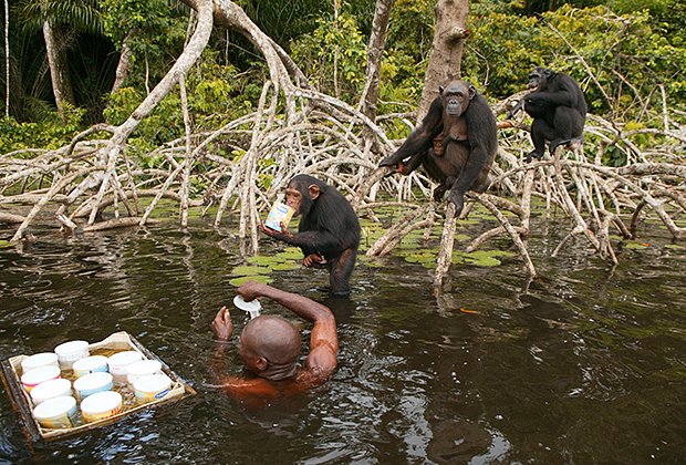 Central chimpanzee, Pan troglodytes troglodytes
Central chimpanzee, Pan troglodytes troglodytes, three animals among aerial roots of mangrove trees in the Noumbi River, and a ranger bringing them food. Conkouati-Douli National Park, Republic of the Congo, Central Africa. (Photo by: Auscape/Universal Images Group via Getty Images)