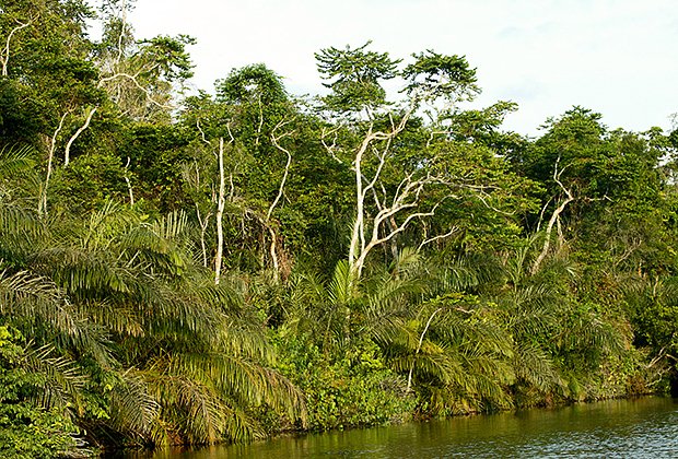 Tropical riverine forest,
Tropical riverine forest, Chimpanzee habitat. Conkouati-Douli National Park, Republic of the Congo, Central Africa. (Photo by: Auscape/Universal Images Group via Getty Images)