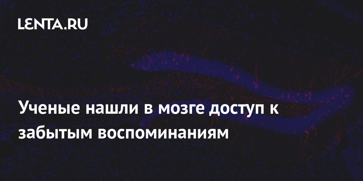 Ученые нашли в мозге доступ к забытым воспоминаниям: Наука: Наука и ...