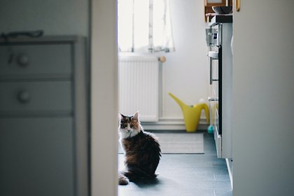 Кот нашел место утечки газа в доме и спас хозяйку от смерти