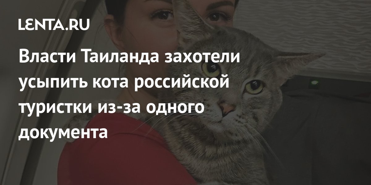 Власти Таиланда захотели усыпить кота российской туристки из-за одного ...