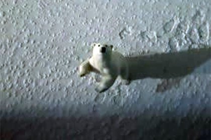 Пришедший посмотреть на российский атомный ледокол белый медведь попал на видео