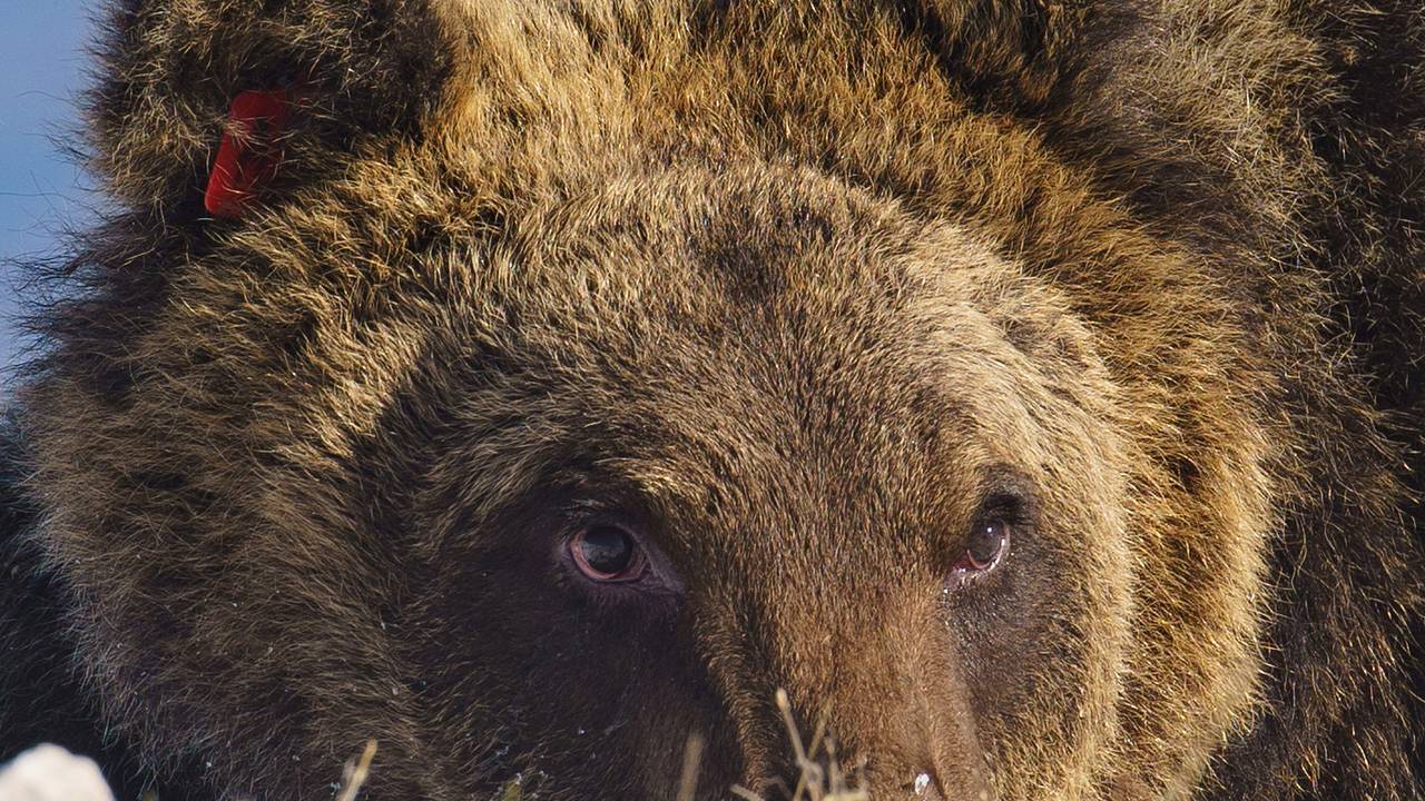 Любившего печенье и кексы медведя с горнолыжного курорта насмерть сбила  машина: Происшествия: Из жизни: Lenta.ru