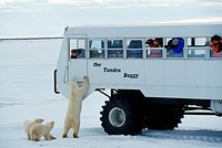 Белый медведь впервые за 30 лет убил человека на Аляске. Что заставляет крупнейших хищников планеты нападать на людей?