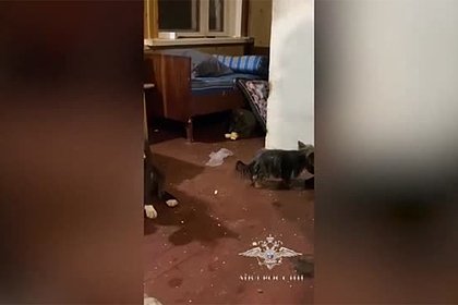 Российская полиция нашла в нарколаборатории мини-зоопарк и показала на видео
