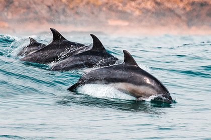 Новый смертельный вирус обнаружили у китов и дельфинов Тихого океана