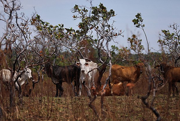 Коровы пасутся на вырубленной территории в Колумбии