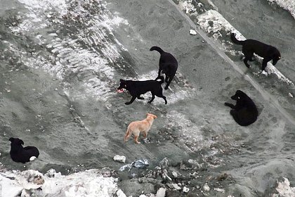 Спасение российского школьника от нападения стаи из восьми собак попало на видео
