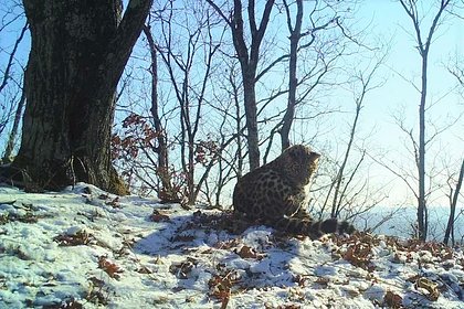 Любующегося своим хвостом леопарда заметили в российском заповеднике