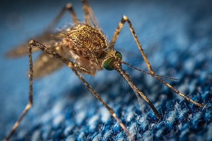 В российском регионе выявили случаи переносимой комарами тропической болезни