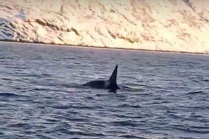 Китов-убийц сняли на видео возле популярного у российских туристов побережья