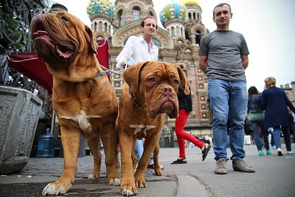В Госдуме высказались о запрете заводить бойцовских собак без спецразрешения