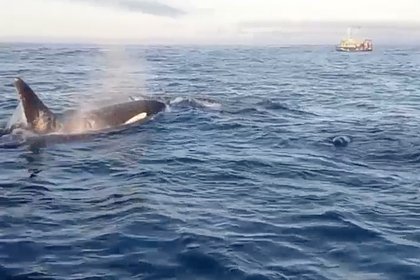 Охоту китов-убийц на тюленя возле российского побережья сняли на видео
