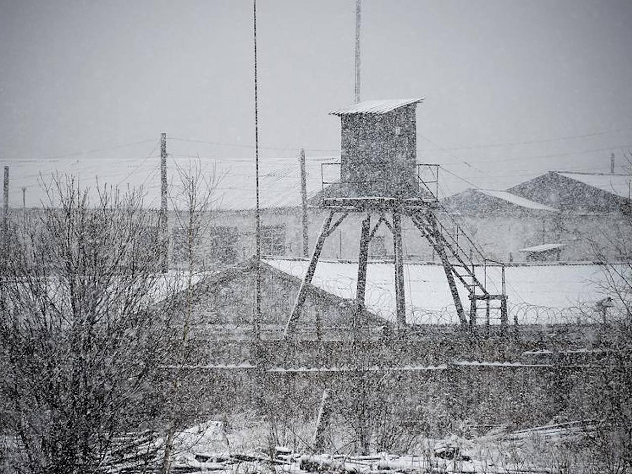 Полярная Сова Колония