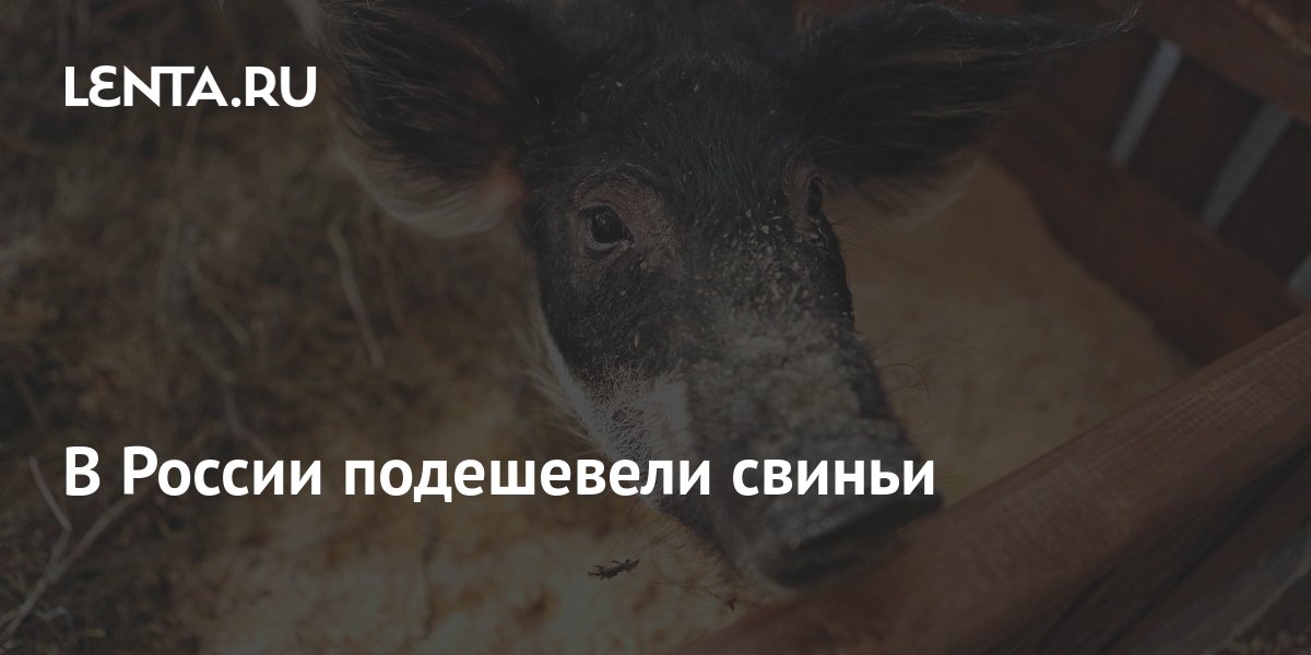 В России подешевели свиньи: Бизнес: Экономика: Lenta.ru