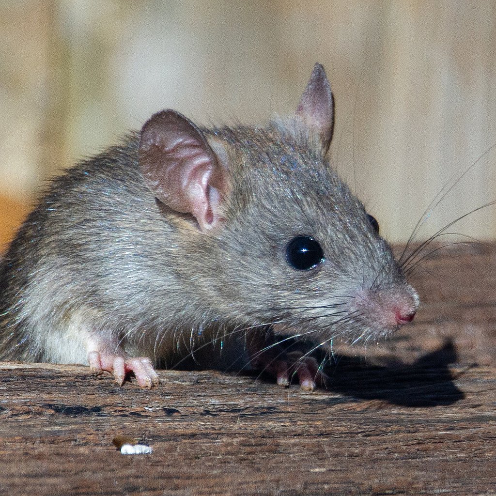 мышонок пищит. мышка. звук мыши. кричащая мышь. звук мыши настоящий.