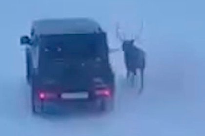 Россиянка проехалась на Gelandewagen с оленем на поводке и попала на видео