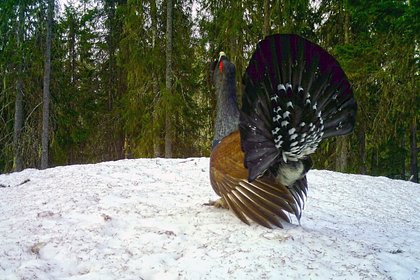Агрессивная птица напала на россиянку на популярном горнолыжном курорте