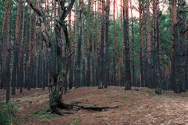 Быковнянский лес. Фото: Stanislav Nepochatov / Wikimedia