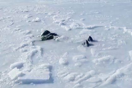 Вмерзшее в лед тело россиянина сняли на видео возле острова Недоразумения