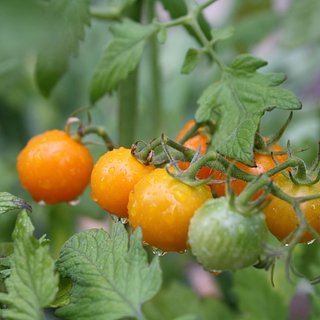 Рестораны Великобритании стали убирать томаты из пиццы из-за их дороговизны