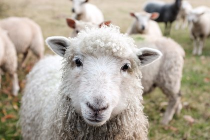 Семь овец сбежали со скотобойни и обрели новый дом