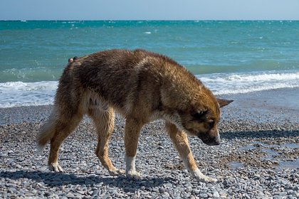 В Ялте спасли упавшую в море собаку