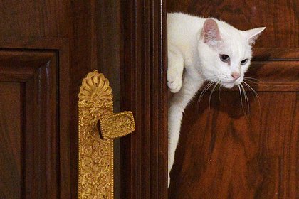 В Калининградской области приготовили подарок для котов из Эрмитажа