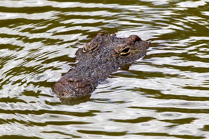 Крокодил укусил подростка во время наводнения
