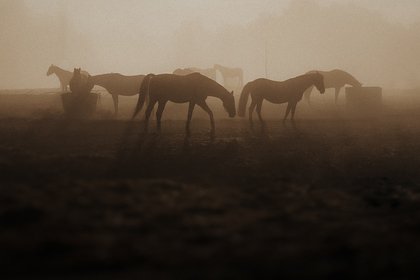 Обнаружены первые в истории всадники на лошадях