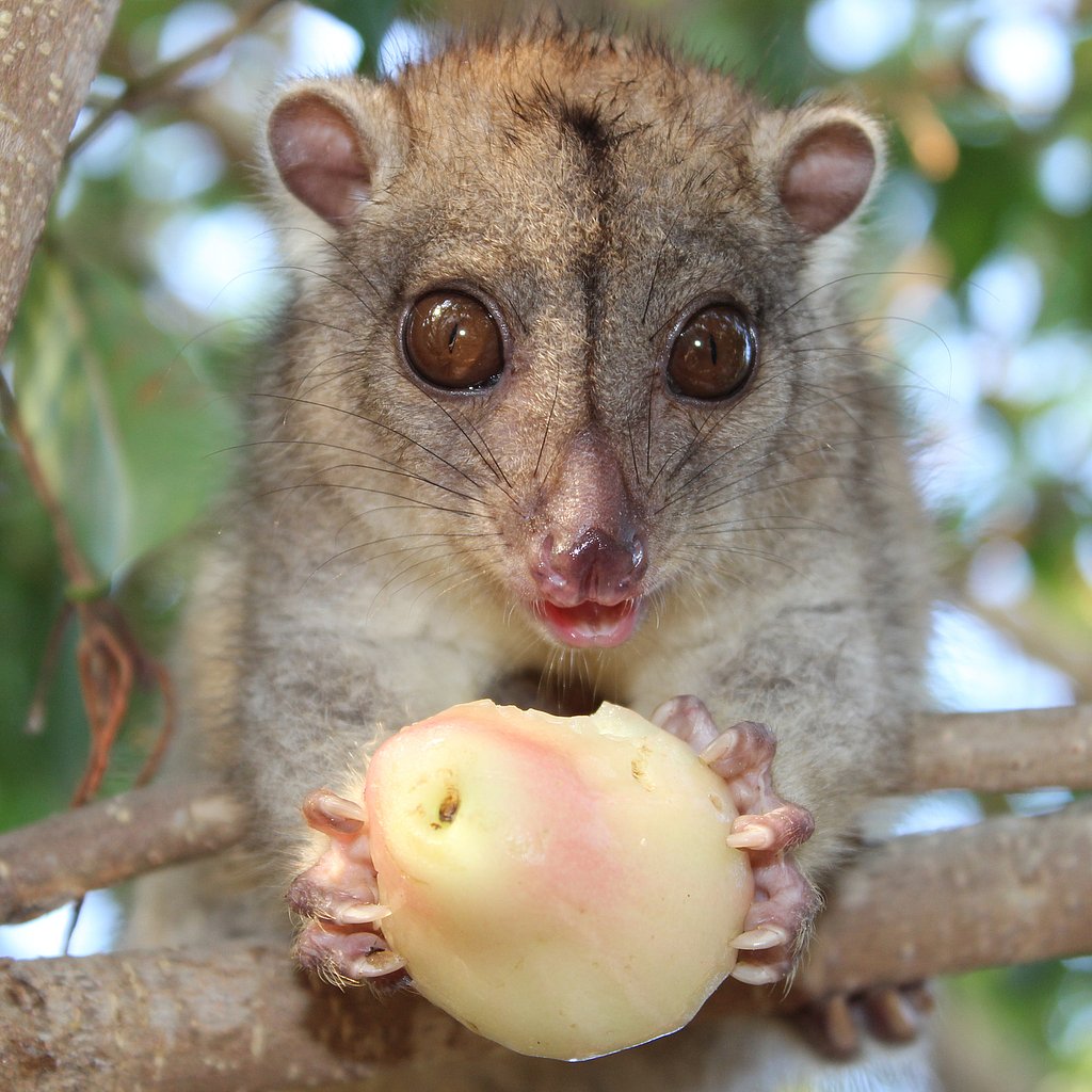 Animals on Graveyard eating Pear